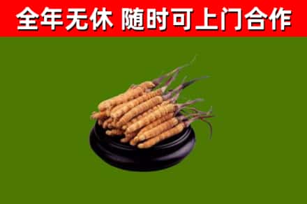 西双版纳回收散虫草